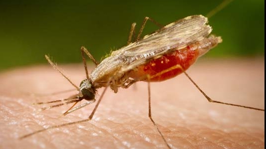 Un nou vaccin pentru malarie