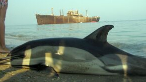 18 delfini găsiţi morţi pe litoralul Mării Negre