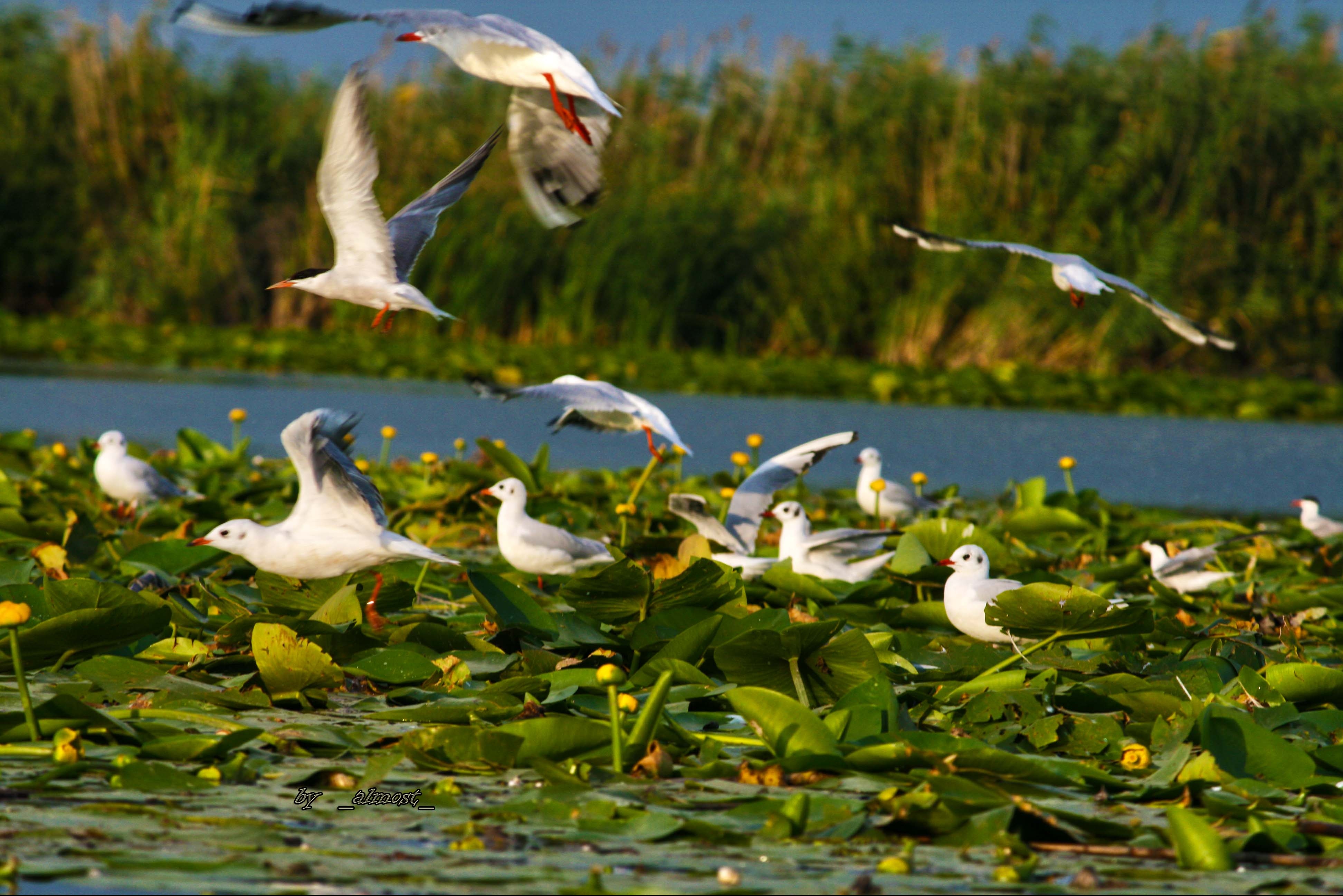 Delta Dunării valoare inestimabilă pentru patrimoniul natural universal