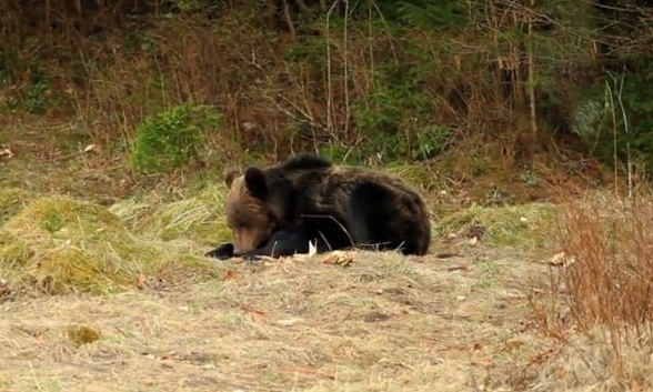 Un urs a coborât în Câmpina. Arhivă