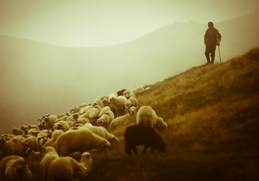 Cioban cu oile pe munte