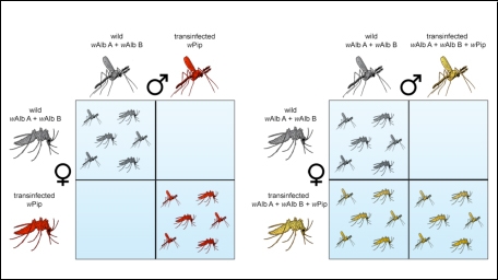 Țânțari infectați cu o bacterie pentru a lupta împotriva febrei dengue
