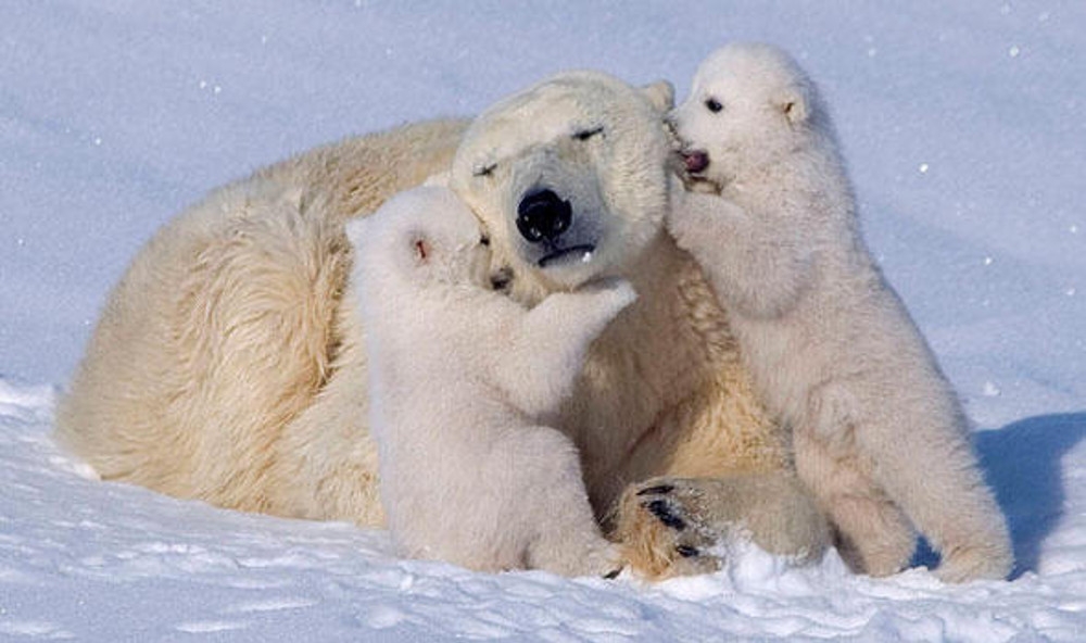 Urşi polari