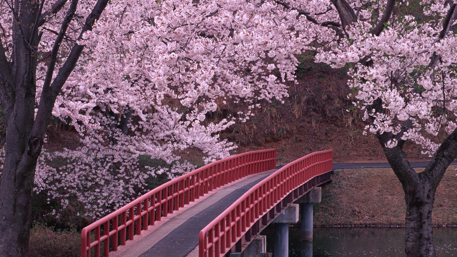 Sakura spiritul Japoniei
