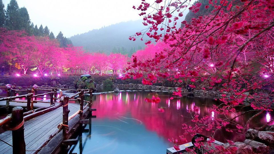 Cireşi în floare în Japonia