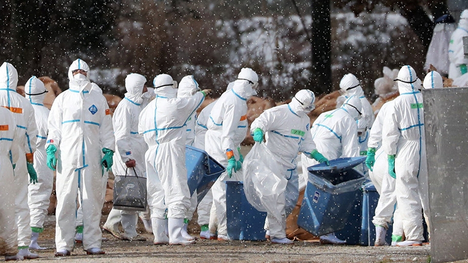 Japonia: 80.000 de păsări sacrificate după izbucnirea unui focar de gripă aviară