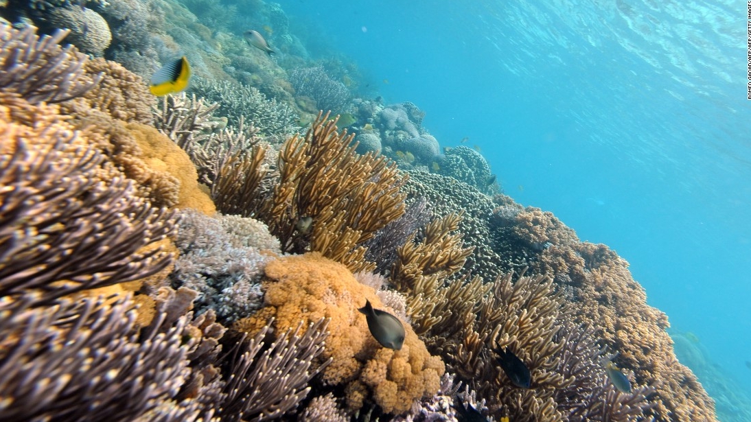 Corali insula Komodo Indonezia