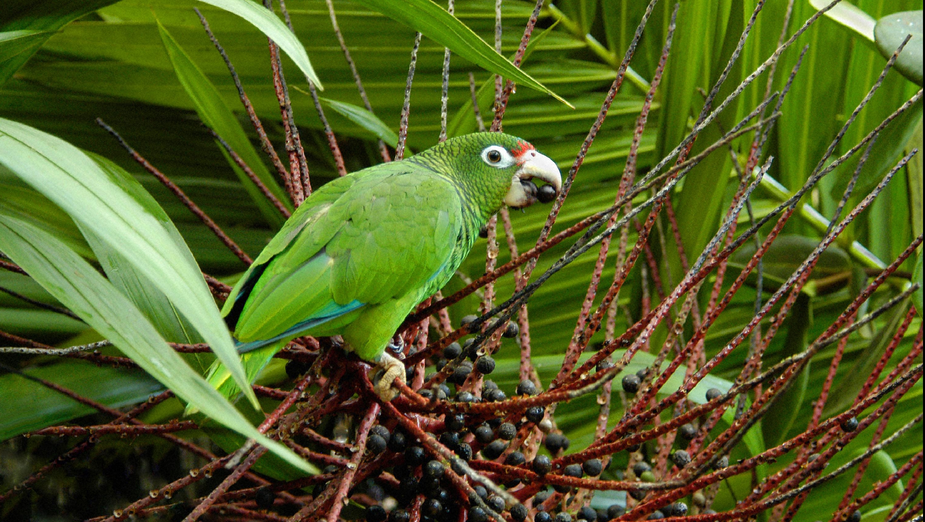 Papagalul de Puerto Rico