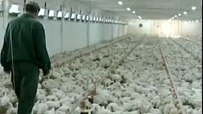 În România gripa aviară nu a fost confirmată în exploatații avicole comerciale