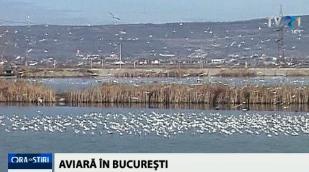 Gripa aviară în București