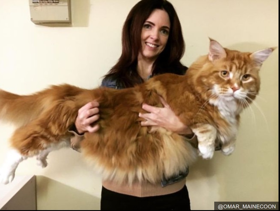 Cea mai lungă pisică din lume