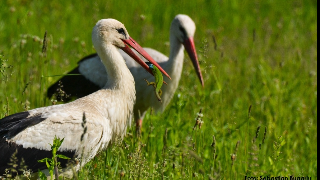 FOTO: Societatea Ornitologică Română