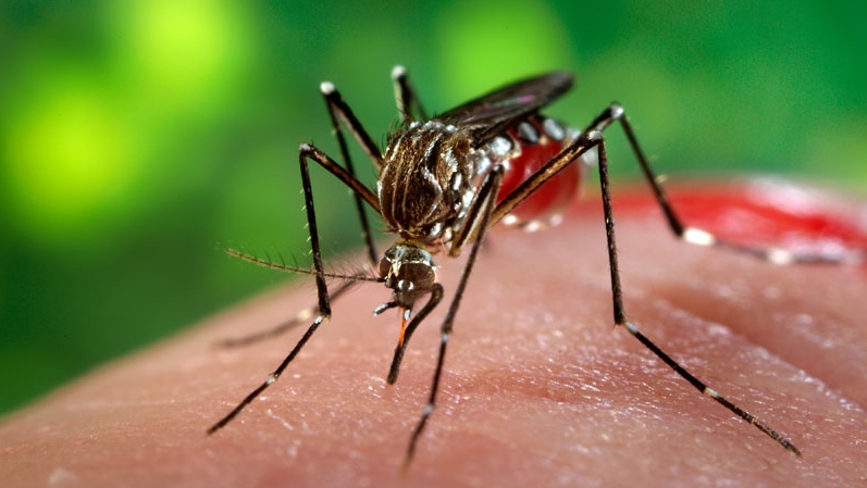 Virusul Zika o armă potențială împotriva unui tip agresiv de cancer cerebral