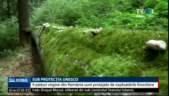 Pădurile virgine din România