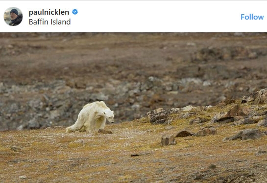 Un semnal de alarmă pentru dispariția urșilor polari