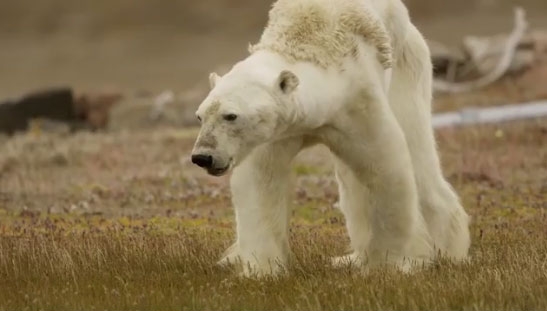 Un semnal de alarmă pentru dispariția urșilor polari