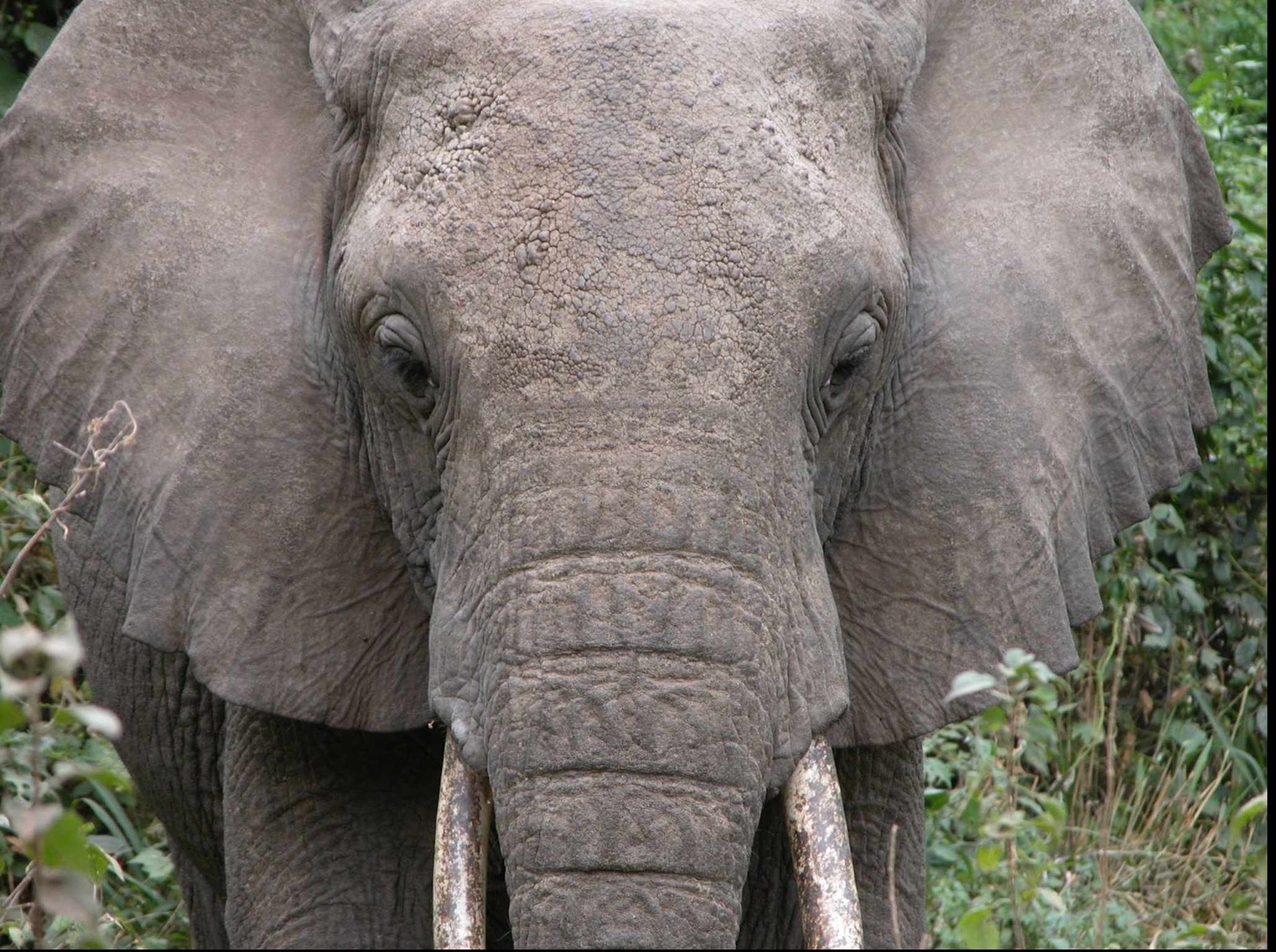 Ziua Mondială a Elefantului