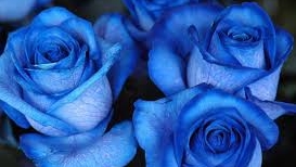 Trandafiri albaştri