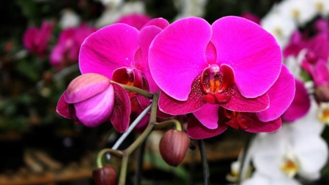 Orhideele au salvat de la moarte o tânără
