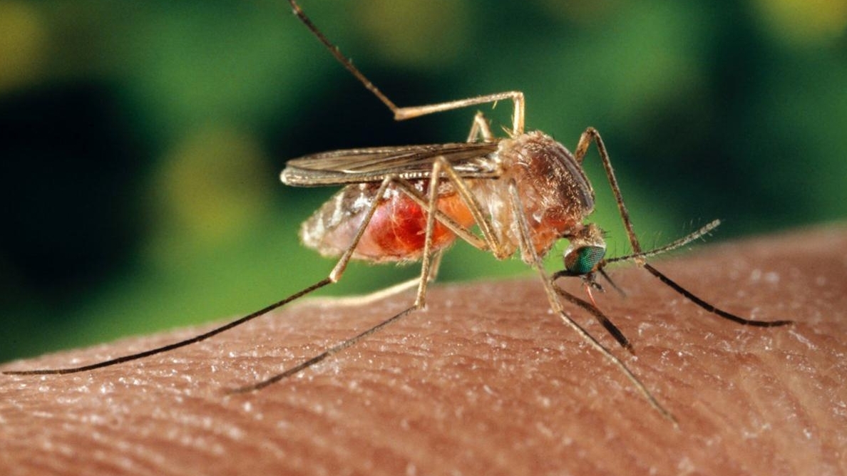 Arhivă. Virusul West Nile se transmite prin înțepătura țânțarilor