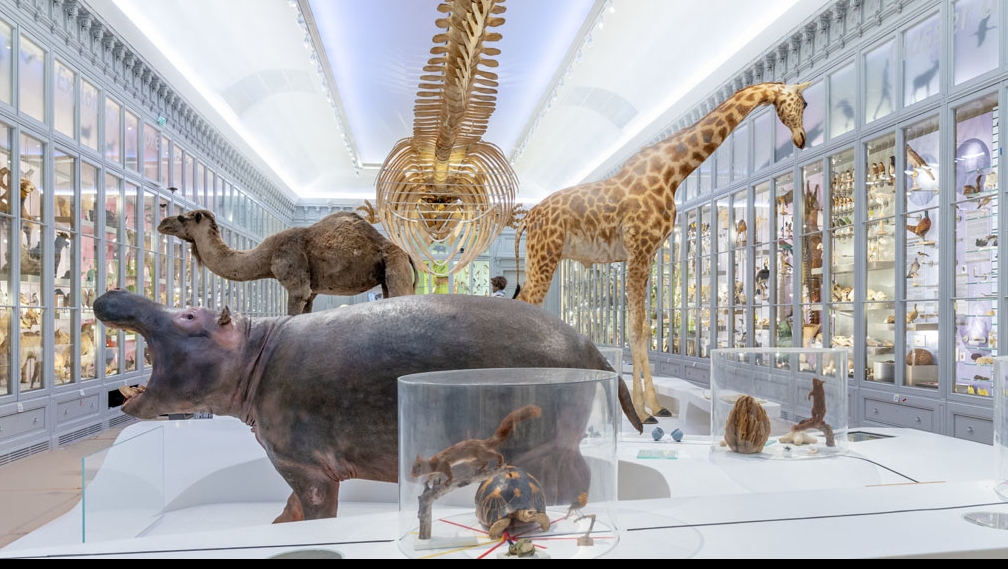 Animalele de sex masculin suprareprezentate în muzeele de istorie naturală