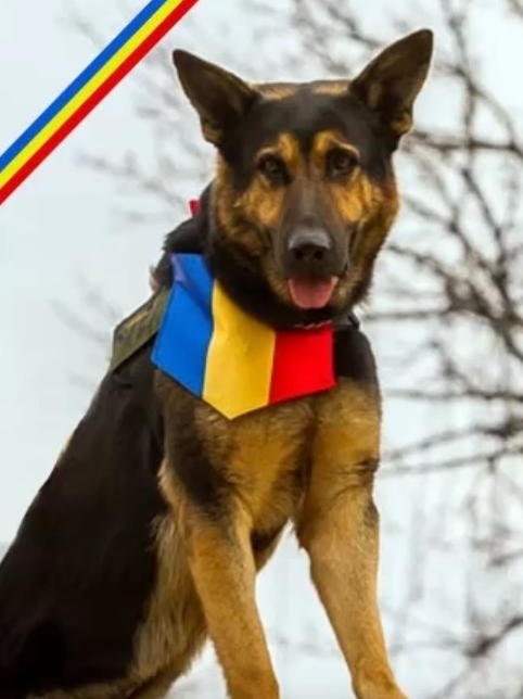 Max câinele erou al Armatei Române