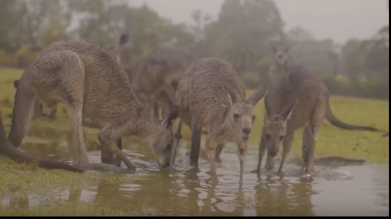 Animalele din Australia se bucură de ploaie