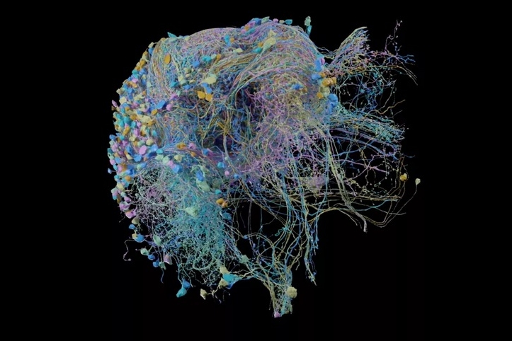 Harta 3D a creierului publicată de Google