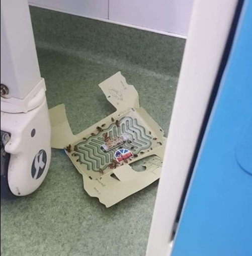 Gândaci în spitalul din Focșani