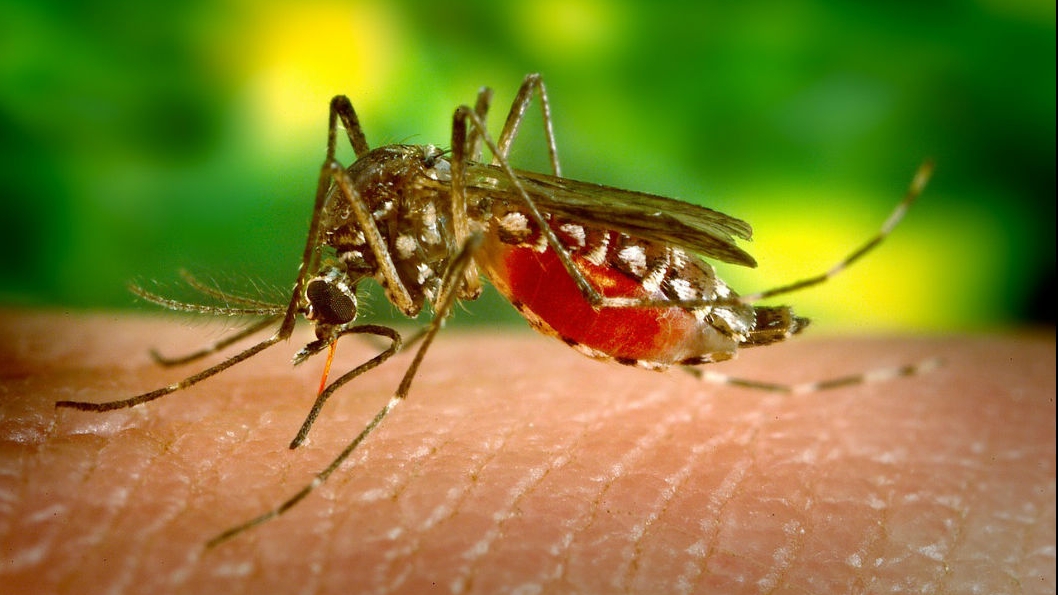 ratamentele de combatere a țânțarilor vor începe pe 5 mai