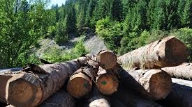 Alexe: Sistemul SUMAL este operațional poate opri tăierile ilegale din pădure