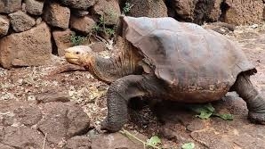 Diego ţestoasa care şi-a salvat specia s-a întors pe insula sa