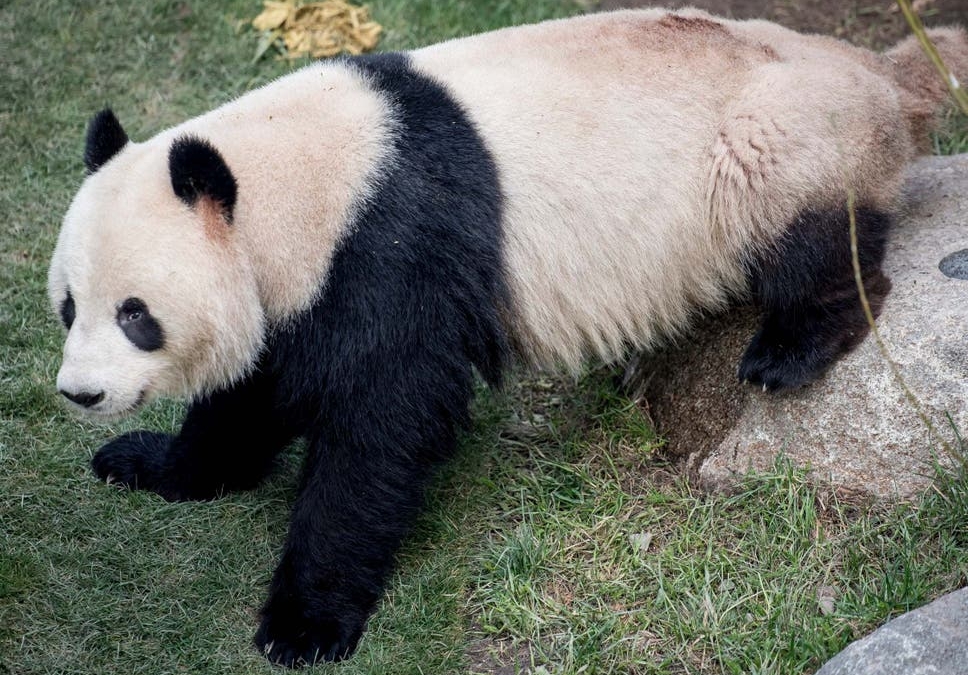 Ursul Panda Xing Er