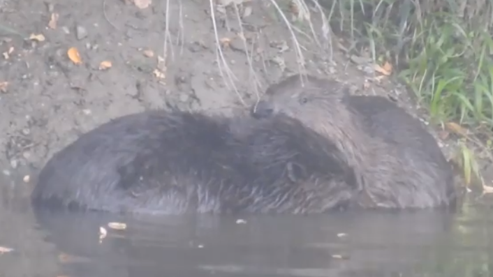 VIDEO. Doi castori surprinși într-o arie protejată din Parcul Natural Balta Mică a Brăilei