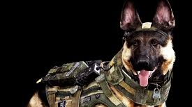 Coronavirus: Câinii din armata germană antrenaţi pentru a detecta persoanele infectate