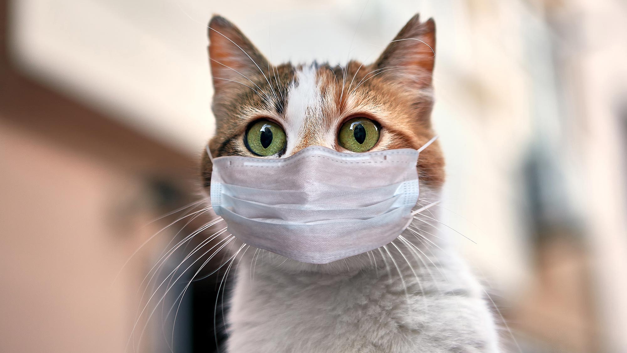 Pisicile pot fi infectate cu COVID-19