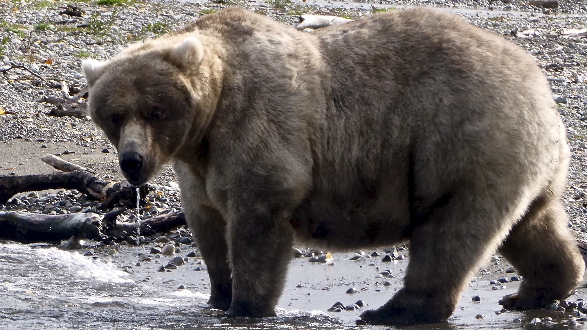 Cel mai gras urs din Alaska este 