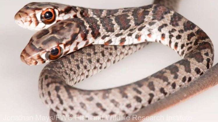 Un şarpe cu două capete descoperit în Florida după ce a fost capturat de o pisică