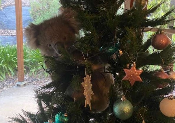 Koala în pomul de Crăciun