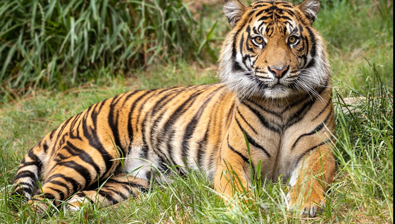 Tigru de Bengal