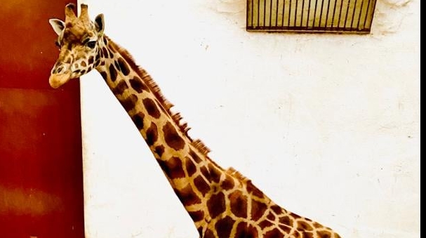 	A murit singura girafă care exista în grădinile zoologice din România