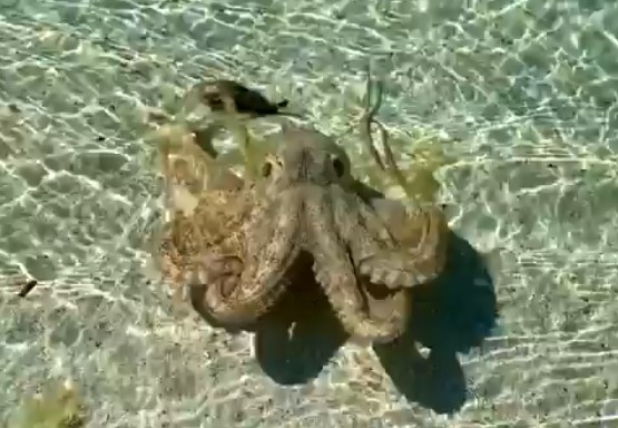Atacat de caracatiță