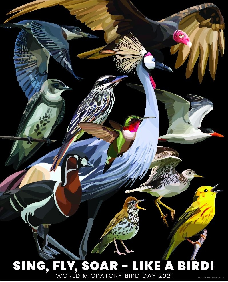 Ziua Mondială a Păsărilor Migratoare
