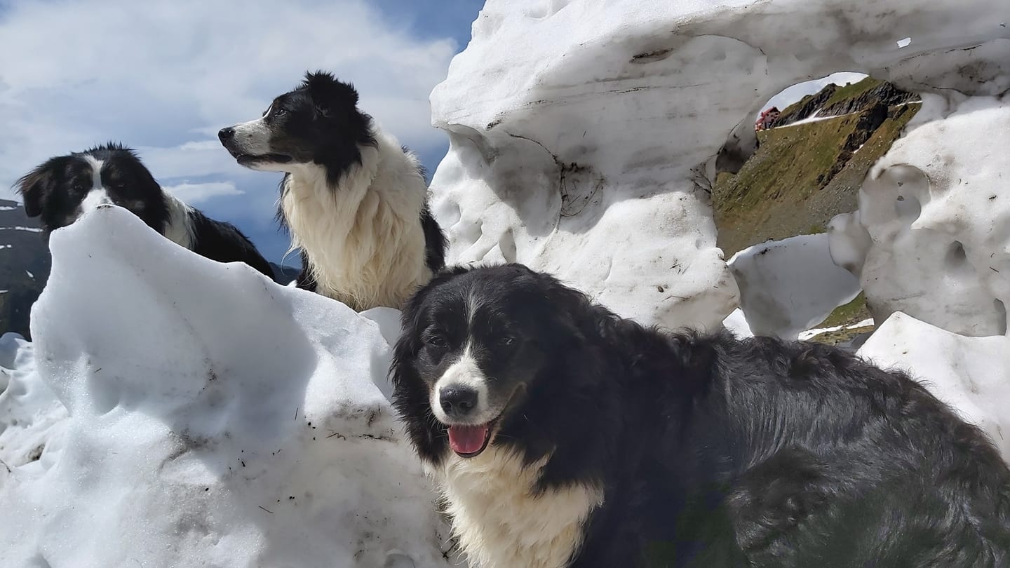 Câini de avalanșă