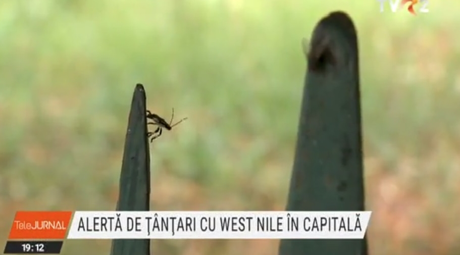 Virusul West Nile depistat la țânțari în București