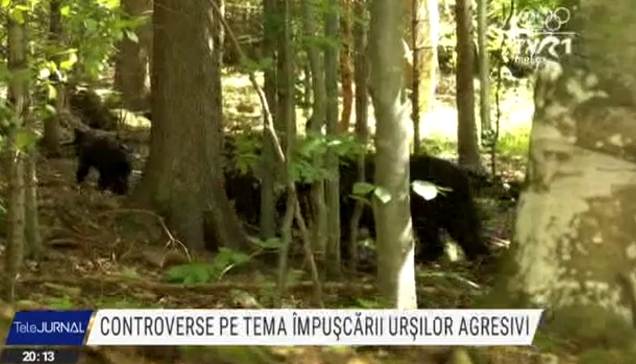 Controverse pe tema urșilor agresivi