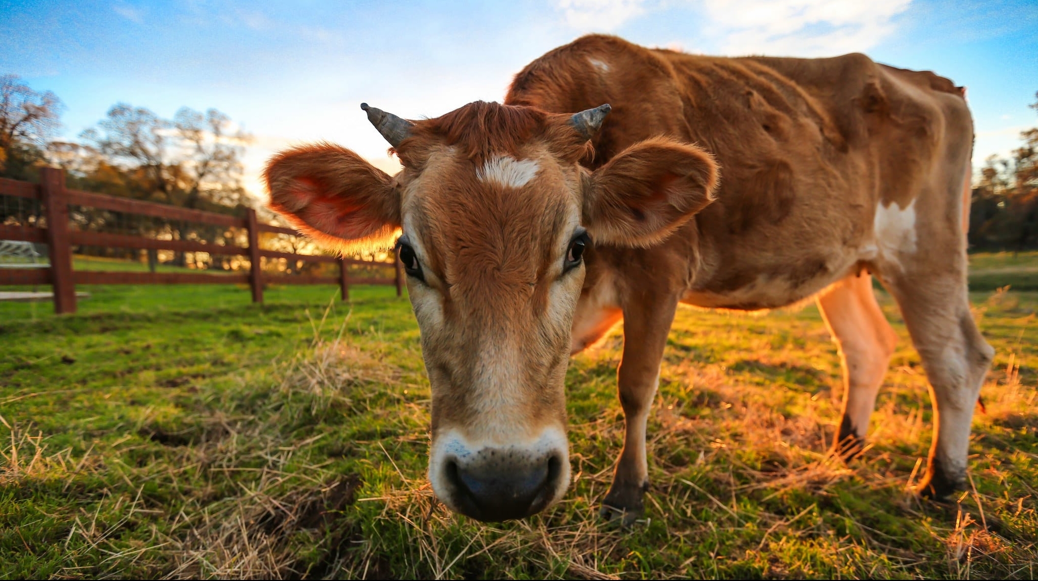 APIA primeşte cereri pe schema de ajutor de stat pentru susţinerea sectorului bovin până pe 23 martie