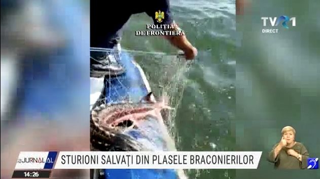 Pescuit ilegal de sturioni
