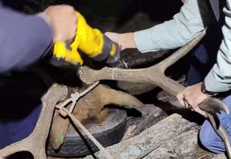Rangerii au îndepărtat o anvelopă rămasă blocată timp de doi ani la gâtul unui elan