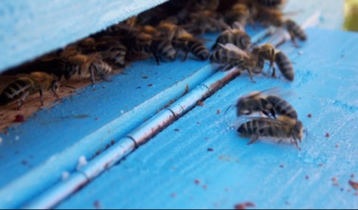 Ajutor pentru apicultori